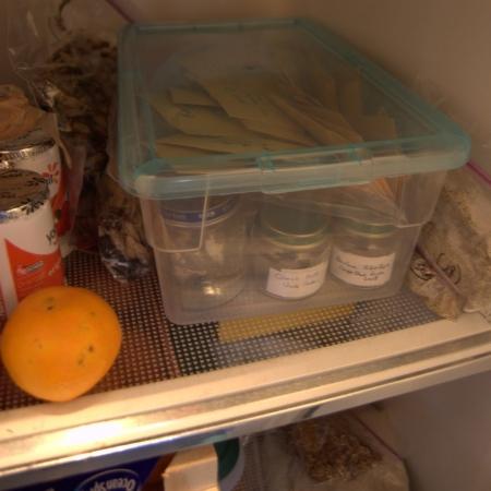 Vernalizzazione di semi in frigorifero