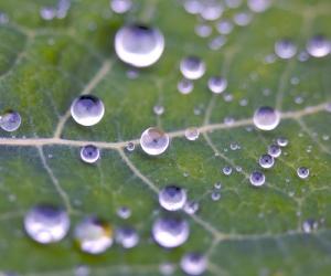 Gocce d'acqua sulle foglie