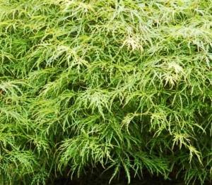 Acer almatum dissectum 'Viridis'