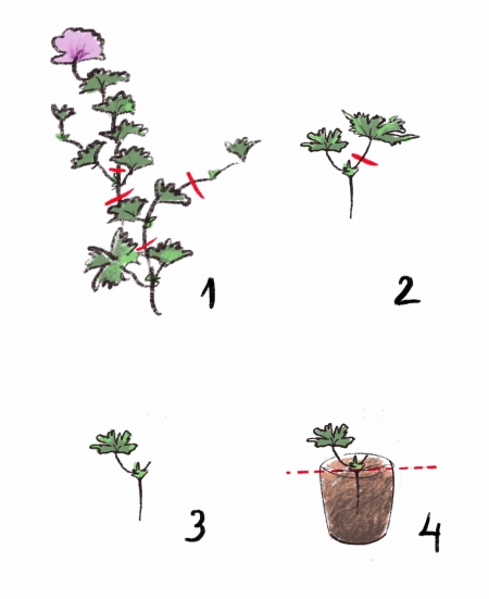 Talea di geranium erbaceo