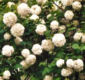  'Pallon di Maggio' (Viburnum opulus 'Roseum')