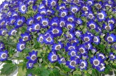 Cineraria blu
