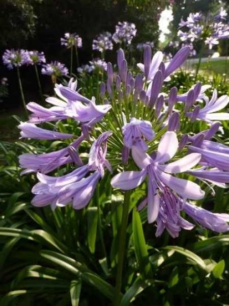 Agapanthus africanus