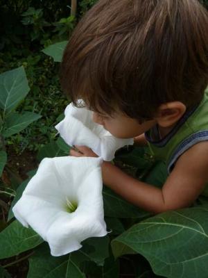  Fiorenzo annusa una Datura innoxia