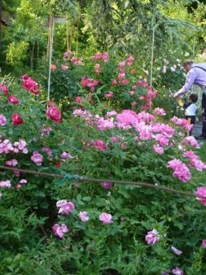 La mia famiglia con le mie rose