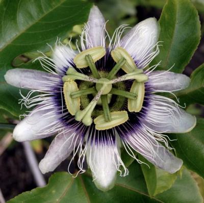 Passiflora edulis 'Flavicarpa'