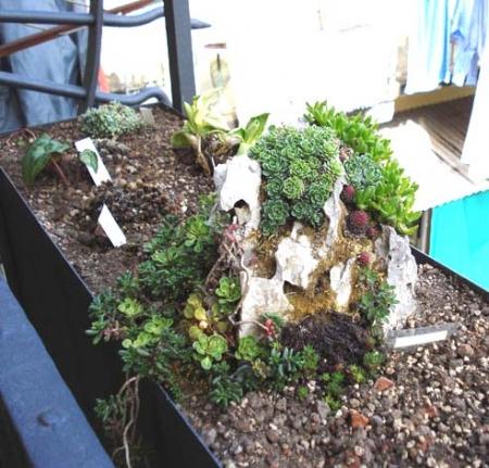 Il giardino roccioso