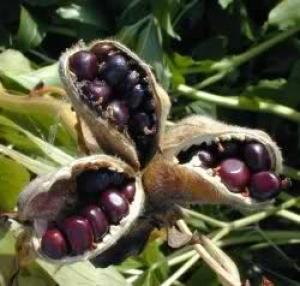 Semi di peonia maturi