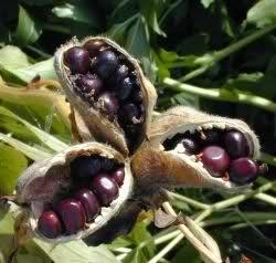 Semi di peonia maturi