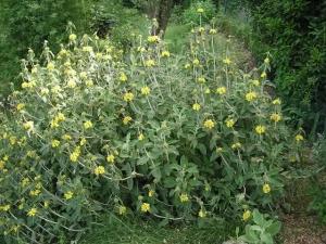Phlomis fruticosa