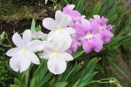 Orchidea miltonia