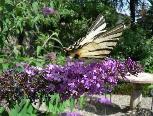 Buddleia con farfalla macaone
