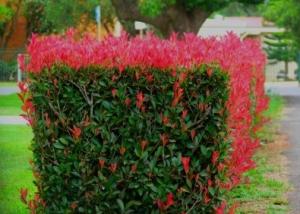 Photinia x fraseri‭ ‘‬Red Robin‭’ ‬