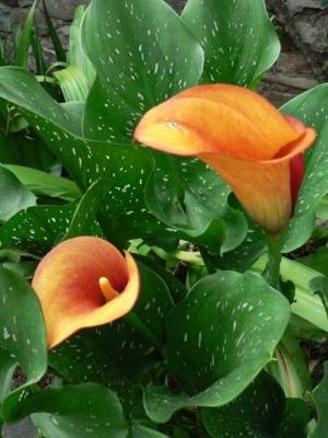 Zantedeschia 'Mango'