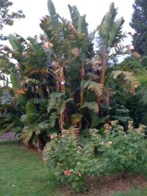 Visione d'insieme di Strelitzia nicolai