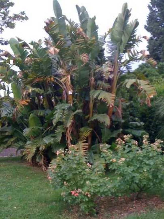 Visione d'insieme di Strelitzia nicolai