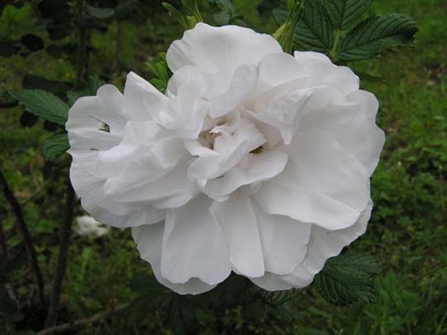 Rosa 'Blanche double De Coubert'