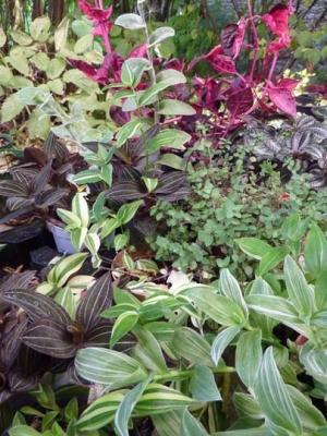 Mix di foglie di alcune nostre piante d’appartamento