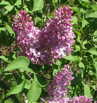 Lillà (Syringa vulgaris)