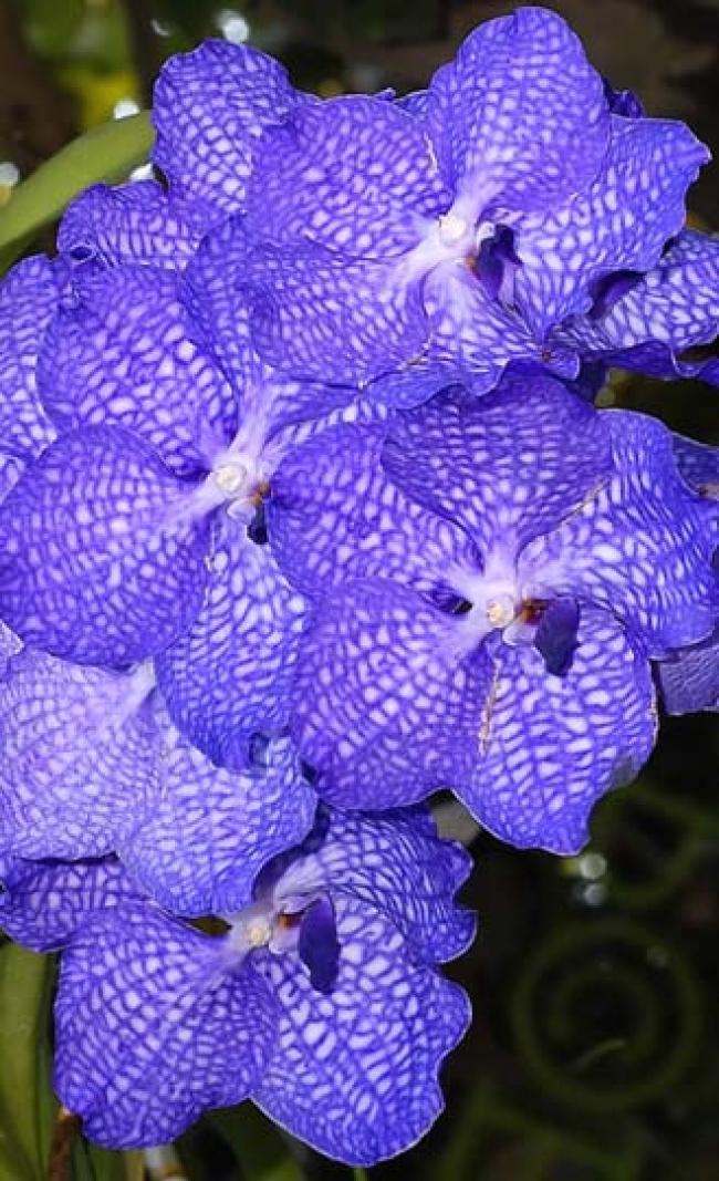 Vanda coerulea