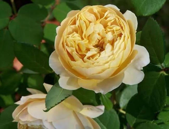 Rosa 'Charles Darwin'