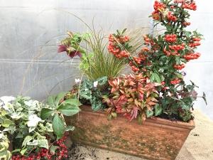 Composizione di piante sempreverdi, con bacche e fiori invernali