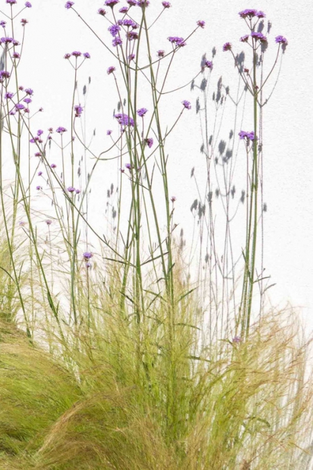 Verbena bonariensis e stipa tenuissima