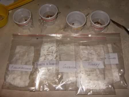 Bustine di semi di rose