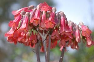 Fiori di Kalanchoe daigremontiana