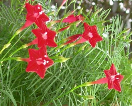 Fiori da estate ai primi freddi