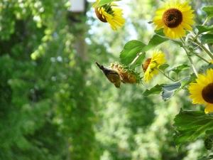 Cardellino e girasoli