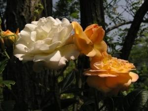 Rosa 'Ghislaine de Feligonde'