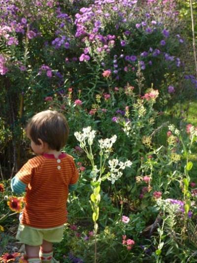 Piante di Aster in fiore