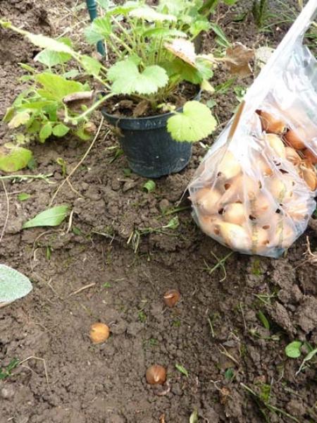 Bulbi da piantare insieme alle erbacee