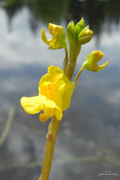 Utricularia vulgaris 