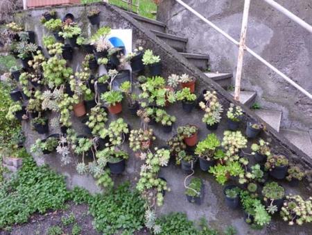 Giardino verticale di piante grasse