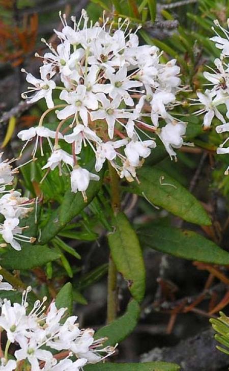Ledum palustre