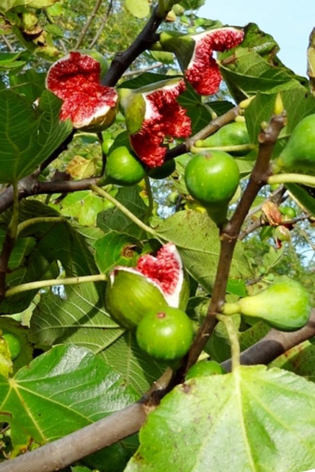 Frutti di Ficus carica