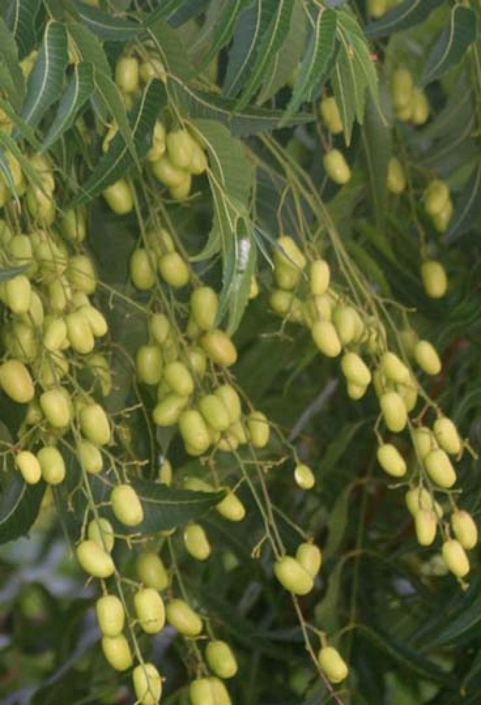 N di Neem: dall'albero di Azadirachta indica, l'olio insetticida  naturale per le piante; diluizione e preparazione