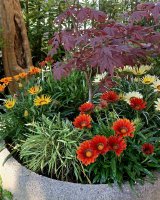 Avatar di Daniflower2020