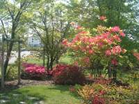 Avatar di gardenia82