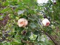 Avatar di Monica Roncarati