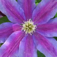 Avatar di ClematisBlu