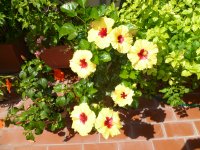 Avatar di crostinamom