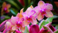Avatar di Dolceorchidea